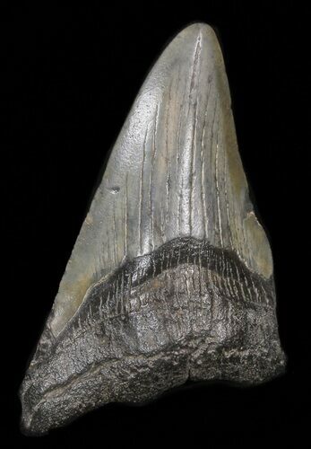 Partial, Megalodon Tooth #39969